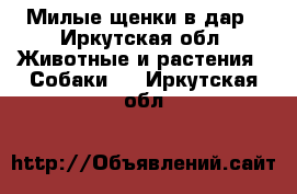 Милые щенки в дар - Иркутская обл. Животные и растения » Собаки   . Иркутская обл.